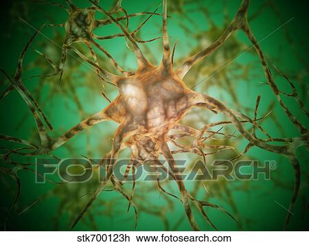 Drawing - Microscopic view of multiple nerve cells, known as neurons.. Fotosearch