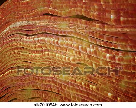 Microscopic view of nerve fibers. View Large Illustration Drawing - Microscopic view of nerve fibers.. Fotosearch