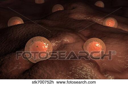 Microscopic view of ovules. View Large Illustration Drawing - Microscopic view of ovules.. Fotosearch