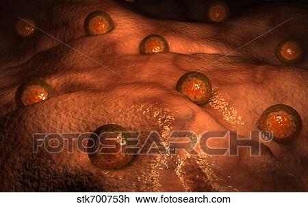 Microscopic view of ovules. View Large Illustration Drawing - Microscopic view of ovules.. Fotosearch