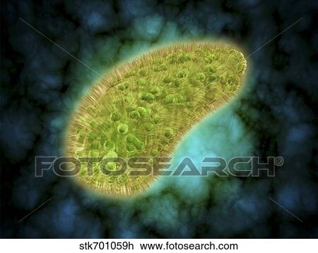 Drawing - Microscopic view of Paramecium bursaria.. Fotosearch