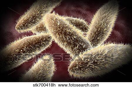 Drawing - Microscopic view of paramecium.. Fotosearch