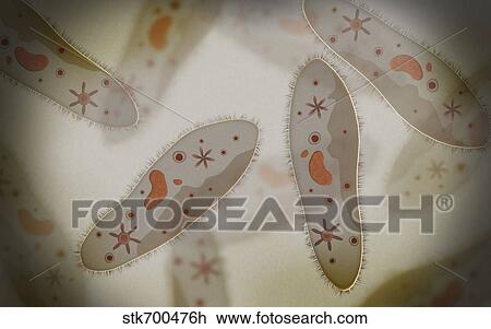 Drawing - Microscopic view of paramecium.. Fotosearch