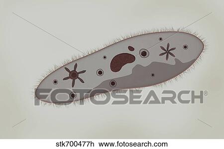 Microscopic view of paramecium. View Large Illustration Drawing - Microscopic view of paramecium.. Fotosearch
