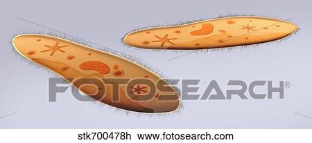 Drawing - Microscopic view of paramecium.. Fotosearch