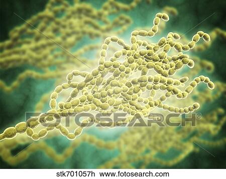Drawing - Microscopic view of Penicillium expansum.. Fotosearch