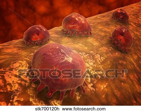 Drawing - Microscopic view of phagocytic macrophages.. Fotosearch