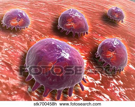 Drawing - Microscopic view of phagocytic macrophages.. Fotosearch
