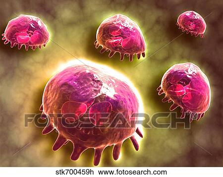 Drawing - Microscopic view of phagocytic macrophages.. Fotosearch