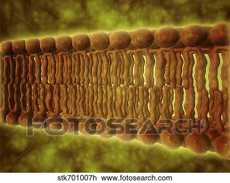 Drawing - Microscopic view of phospholipids.. Fotosearch