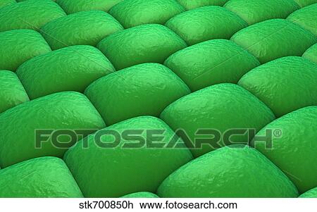 Drawing - Microscopic view of plant tissues.. Fotosearch