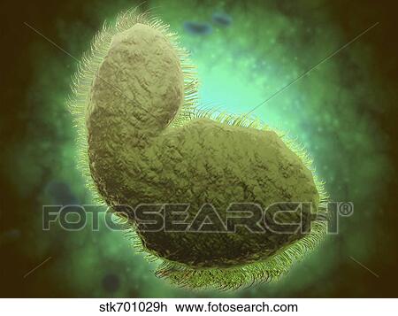 Drawing - Microscopic view of respiratory syncytial virus.. Fotosearch