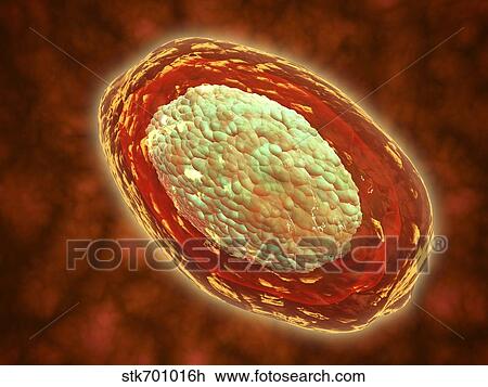 Microscopic view of samllpox. View Large Illustration Drawing - Microscopic view of samllpox.. Fotosearch
