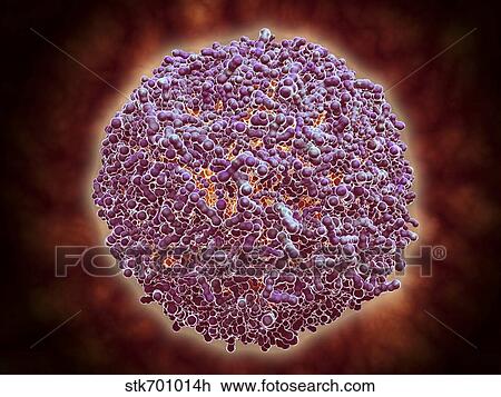 Drawing - Microscopic view of Sindbis virus.. Fotosearch