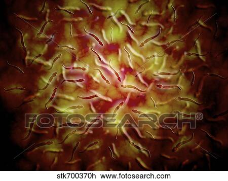 Drawing - Microscopic view of sperm.. Fotosearch