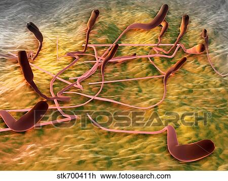 Microscopic view of sperm. View Large Illustration Drawing - Microscopic view of sperm.. Fotosearch