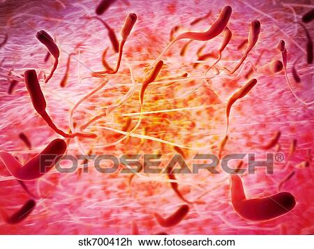 Drawing - Microscopic view of sperm.. Fotosearch