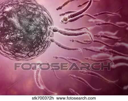 Drawing - Microscopic view of sperm swimming towards egg.. Fotosearch