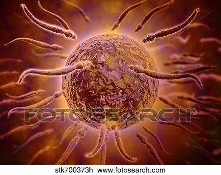 Drawing - Microscopic view of sperm swimming towards egg.. Fotosearch