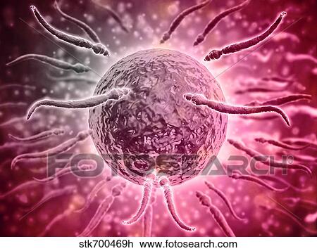 Drawing - Microscopic view of sperm swimming towards egg.. Fotosearch