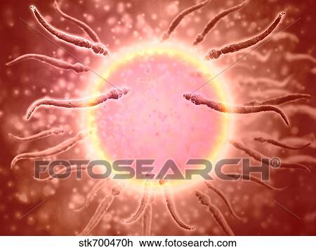 Microscopic view of sperm swimming towards egg. View Large Illustration Drawing - Microscopic view of sperm swimming towards egg.. Fotosearch