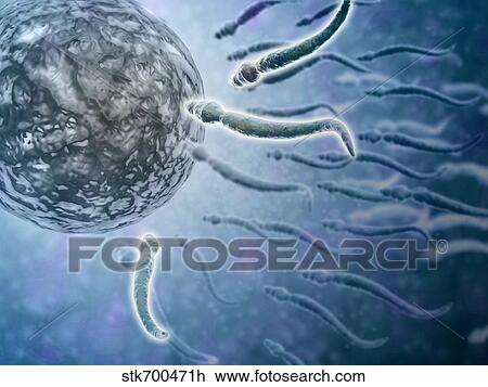Drawing - Microscopic view of sperm swimming towards egg.. Fotosearch