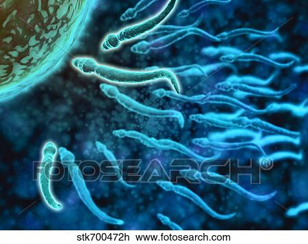 Drawing - Microscopic view of sperm swimming towards egg.. Fotosearch