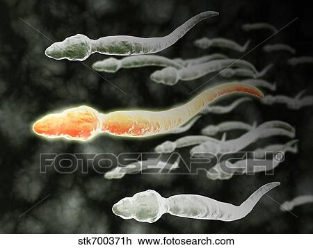 Drawing - Microscopic view of sperm traveling.. Fotosearch