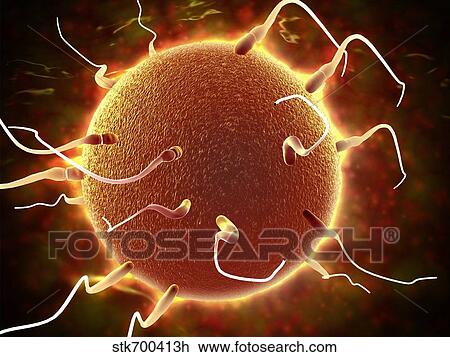 Drawing - Microscopic view of sperm traveling towards embryo.. Fotosearch