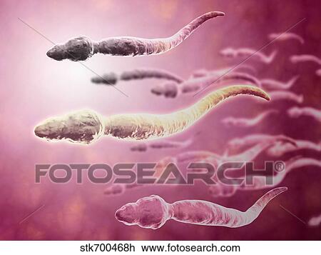 Drawing - Microscopic view of sperm traveling towards egg.. Fotosearch