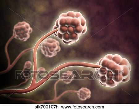 Drawing - Microscopic view of Stachybotrys chartarum.. Fotosearch