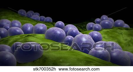 Drawing - Microscopic view of staphylococcus.. Fotosearch