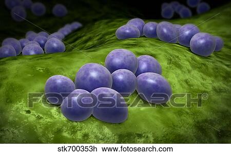 Drawing - Microscopic view of staphylococcus.. Fotosearch