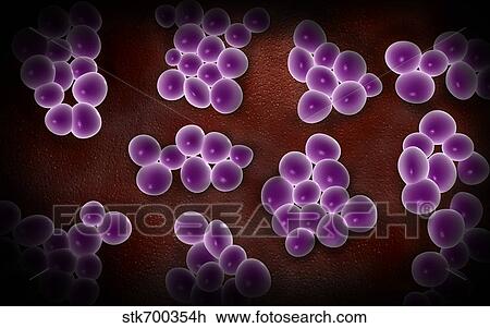 Drawing - Microscopic view of staphylococcus.. Fotosearch