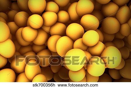 Drawing - Microscopic view of staphylococcus.. Fotosearch
