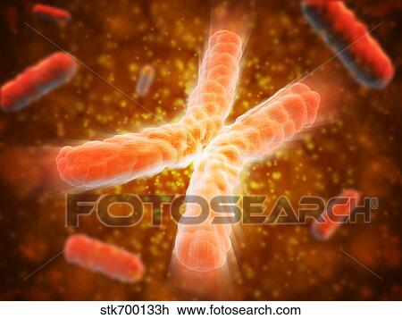Drawing - Microscopic view of telomeres highlighted at the tips of chromosome.. Fotosearch