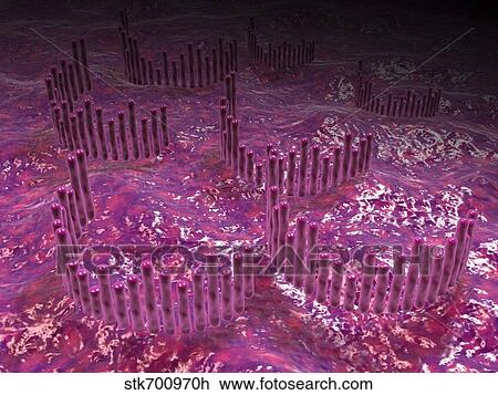 Drawing - Microscopic view of the cochlea of the inner ear.. Fotosearch