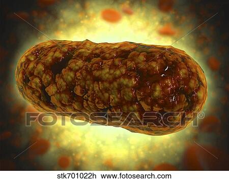 Drawing - Microscopic view of Yersinia.. Fotosearch