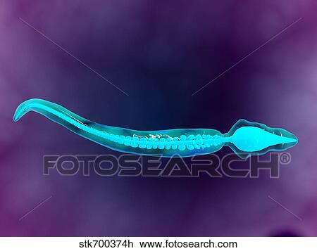Microscopic view showing bone structure of sperm. View Large Illustration Drawing - Microscopic view showing bone structure of sperm.. Fotosearch