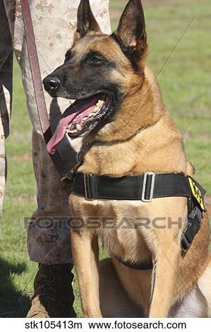 Military working dog pants in the hot sun. View Large Photo Image Picture - Military working dog pants in the hot sun.. Fotosearch