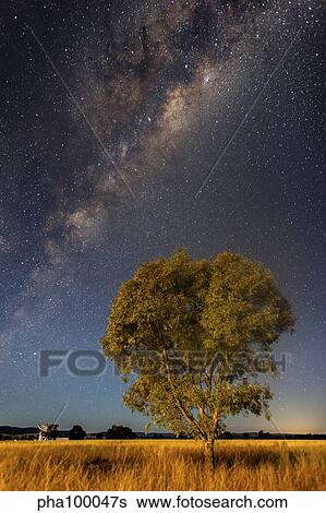 Milky Way and tree in moonlight, Parkes, Australia. View Large Photo Image Stock Photograph - Milky Way and tree in moonlight, Parkes, Australia.. Fotosearch