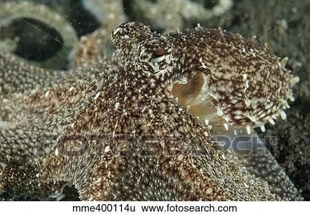 Stock Photograph - Mimic Octopus head, North Sulawesi, Indonesia.. Fotosearch