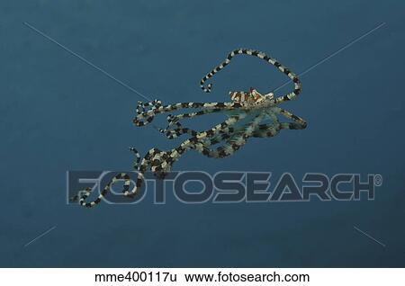 Mimic Octopus, North Sulawesi, Indonesia. View Large Photo Image Stock Photograph - Mimic Octopus, North Sulawesi, Indonesia.. Fotosearch