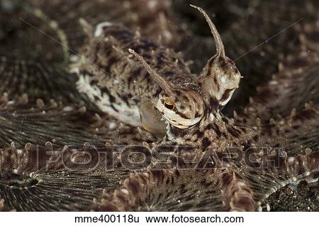 Mimic Octopus, North Sulawesi, Indonesia. View Large Photo Image Stock Photograph - Mimic Octopus, North Sulawesi, Indonesia.. Fotosearch