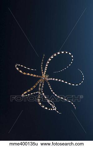 Mimic octopus, North Sulawesi, Indonesia. View Large Photo Image Stock Photograph - Mimic octopus, North Sulawesi, Indonesia.. Fotosearch