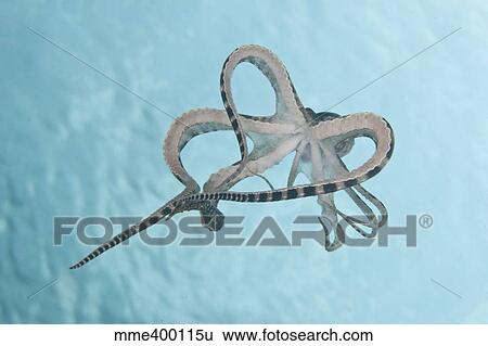 Mimic octopus parachuting down, North Sulawesi, Indonesia. View Large Photo Image Stock Photograph - Mimic octopus parachuting down, North Sulawesi, Indonesia.. Fotosearch