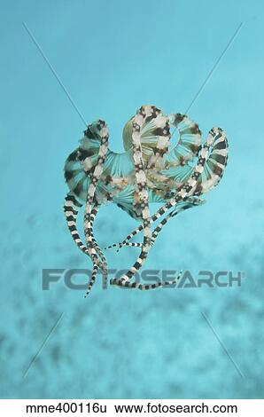 Mimic octopus parachuting down, North Sulawesi, Indonesia. View Large Photo Image Stock Photograph - Mimic octopus parachuting down, North Sulawesi, Indonesia.. Fotosearch