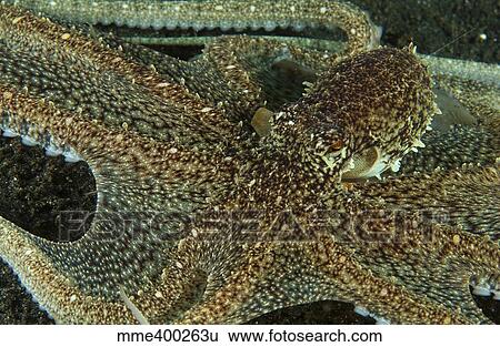 Mimic Octopus with arms spread out. View Large Photo Image Stock Photograph - Mimic Octopus with arms spread out.. Fotosearch