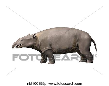 Moeritherium is a proboscidian from the Eocene epoch. View Large Illustration Stock Illustration - Moeritherium is a proboscidian from the Eocene epoch.. Fotosearch