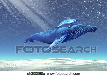 Mom and baby humpback whales swim through clear tropical waters View Large Illustration Stock Illustration - Mom and baby humpback whales swim through clear tropical waters. Fotosearch